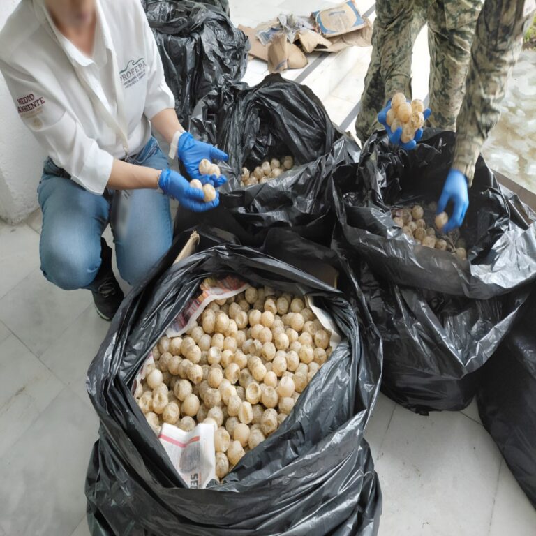 11-mil-Huevos-Tortuga-Asegurado