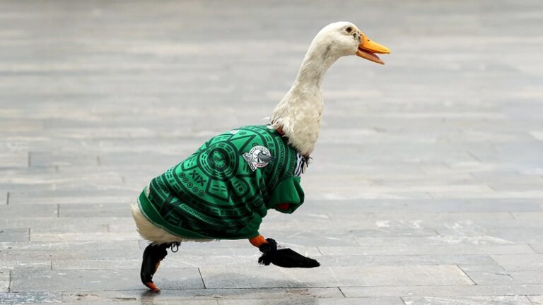 p-1-91562306-merlin-the-duck (1)